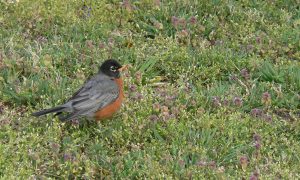 signs-of-spring-1341080-660x395