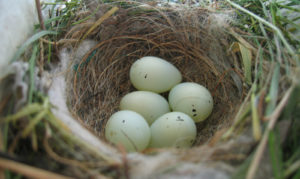 sparrow-bird-nest-1392173-660x395