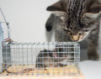 Top Governance Pitfalls Plan Sponsors Must Avoid in 2026 Amid Record ERISA Lawsuits