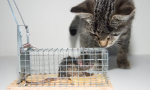 catch-me-if-you-can-1-1553780-Photo by vign on Freeimages-660x395